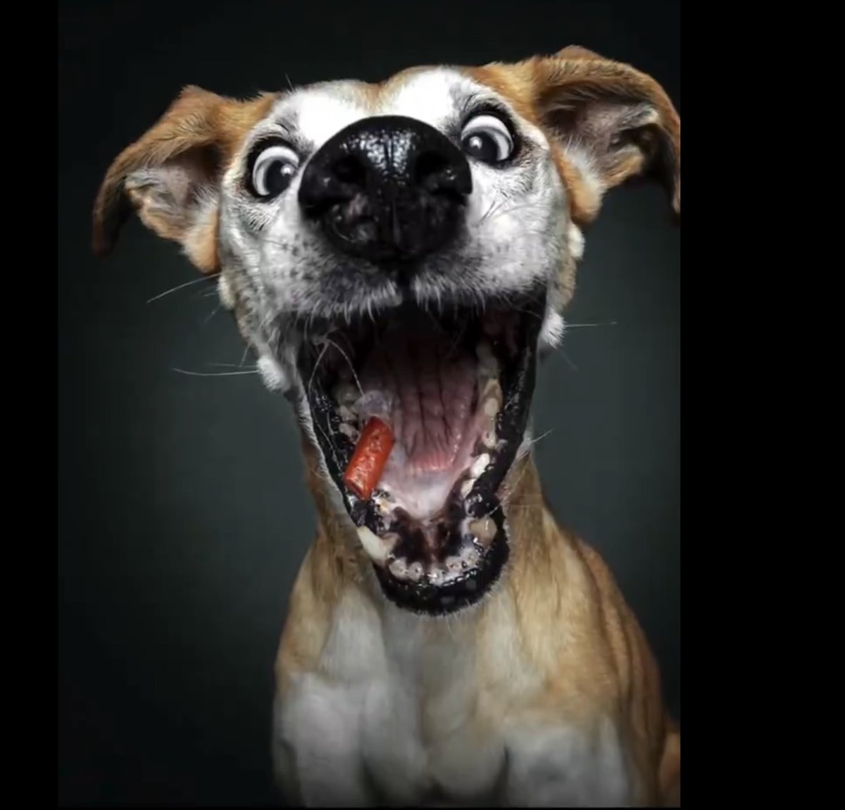 Der perfekte Moment der Leckerli-Ballistik 😍Herrchen,  ich will auch so ein Pfoto von mir. 📸
x.com/Rainmaker1973/…