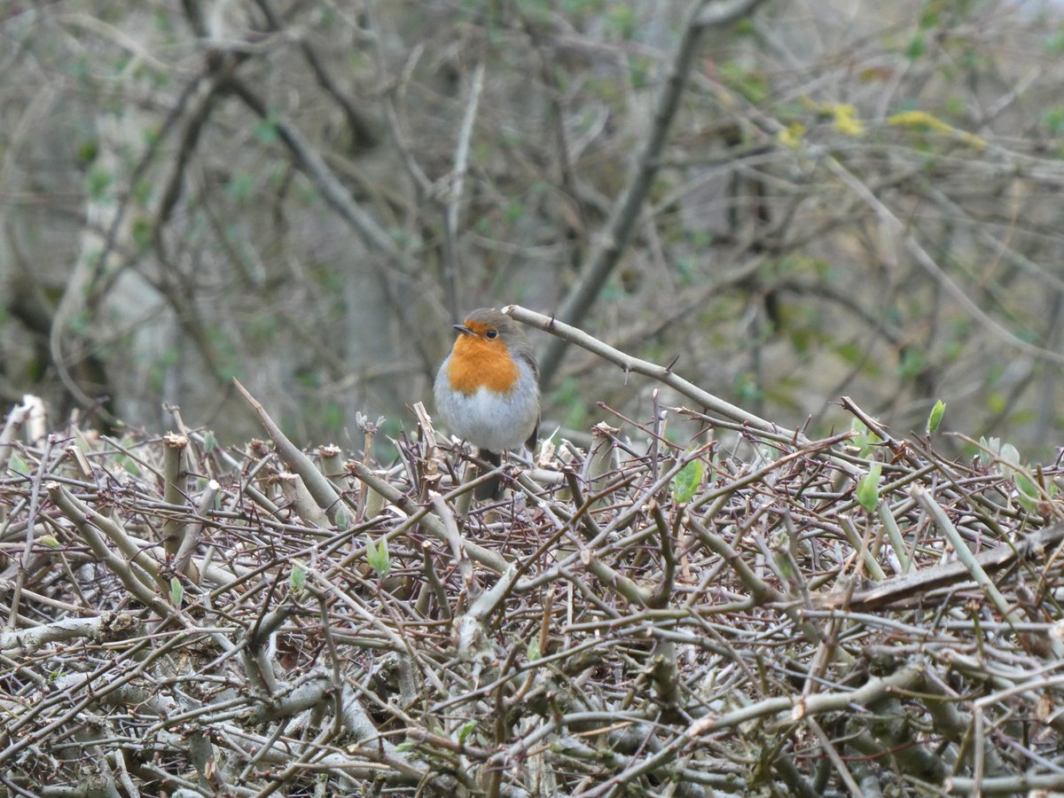 Nature photographer & professional dawdler Isla tweet media