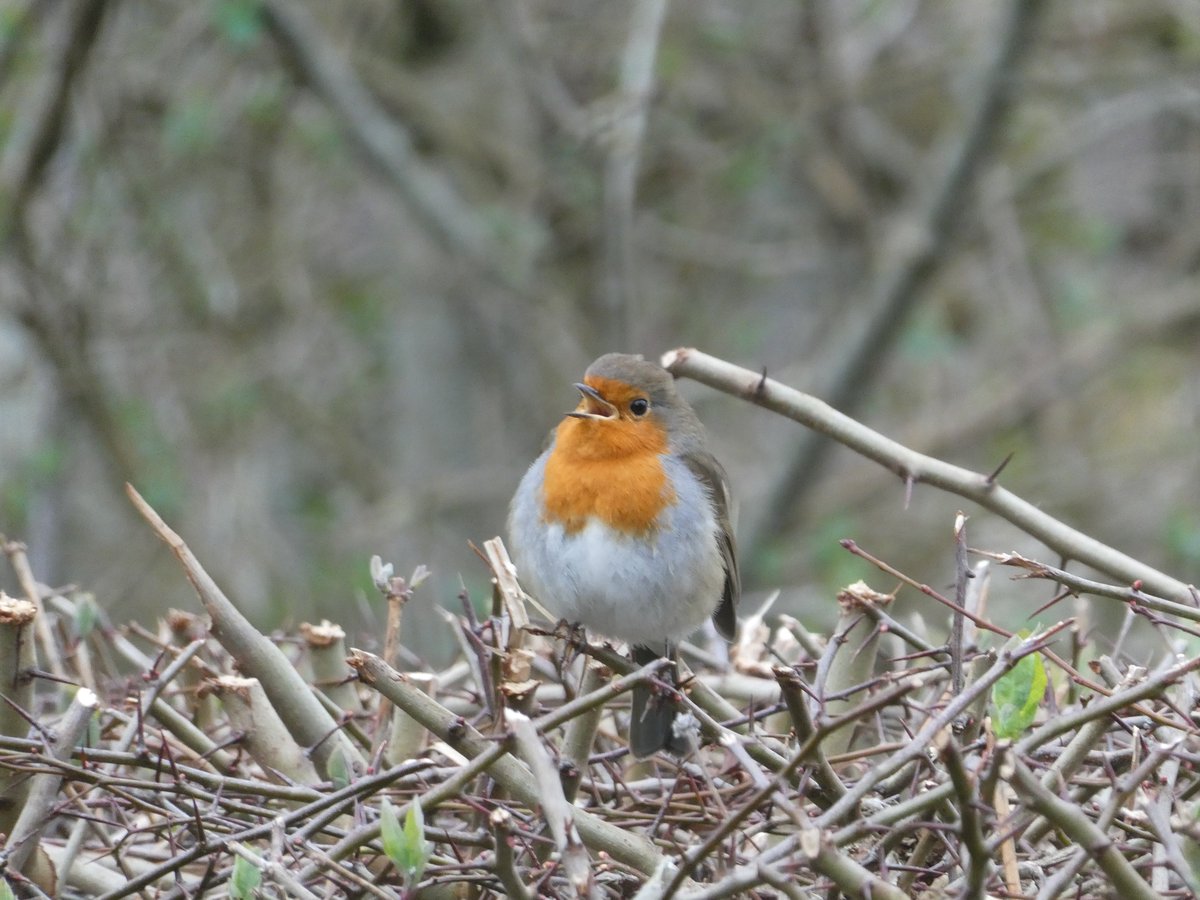 Nature photographer & professional dawdler Isla tweet media