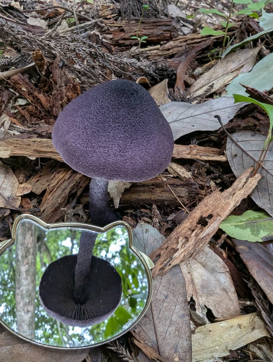 もっちー🍄🌿 (@mottii1965) / Posts / X