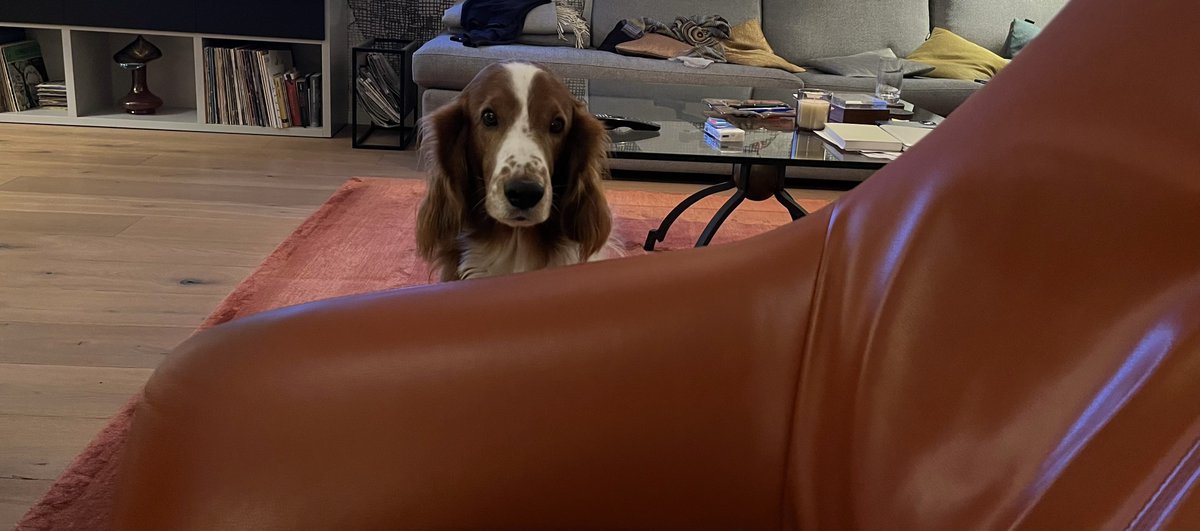 Hömma, Herrchen: I pet > IPad auch wenn es pfonetisch so ähnlich klingt. Leg‘ das Dingen weg, steh‘ auf und folge mir unauffällig in die Küche. 🕵️‍♂️😇