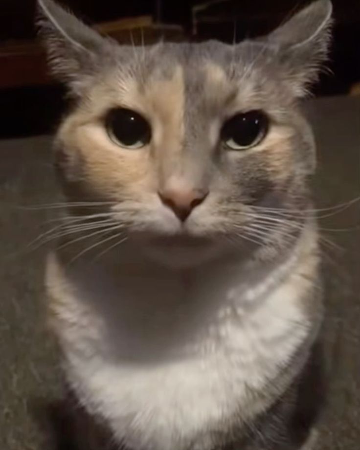 Clov! 🍉 tweet media