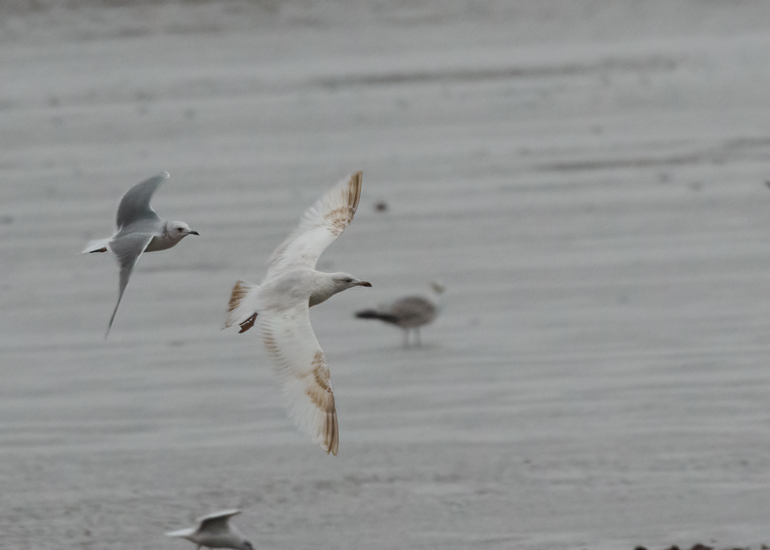 Seasalter birder tweet media
