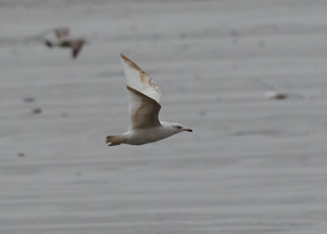 Seasalter birder tweet media