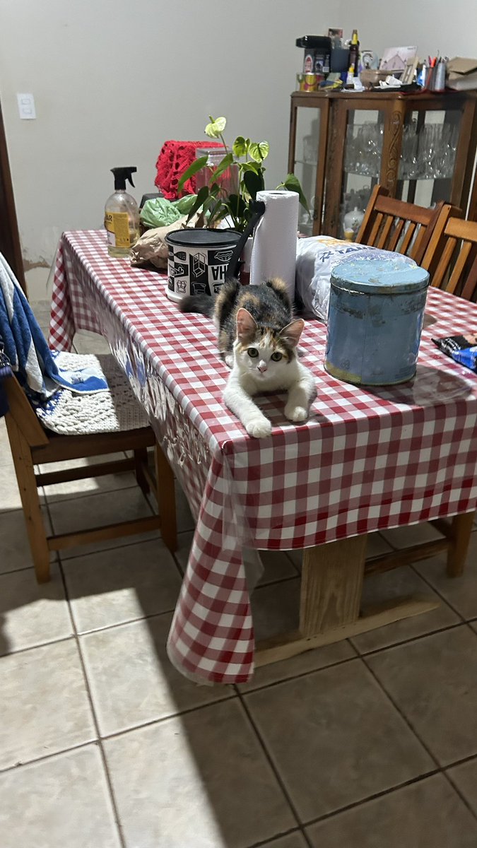 anapizzaiola's tweet image. GATO EM CIMA DA MESA