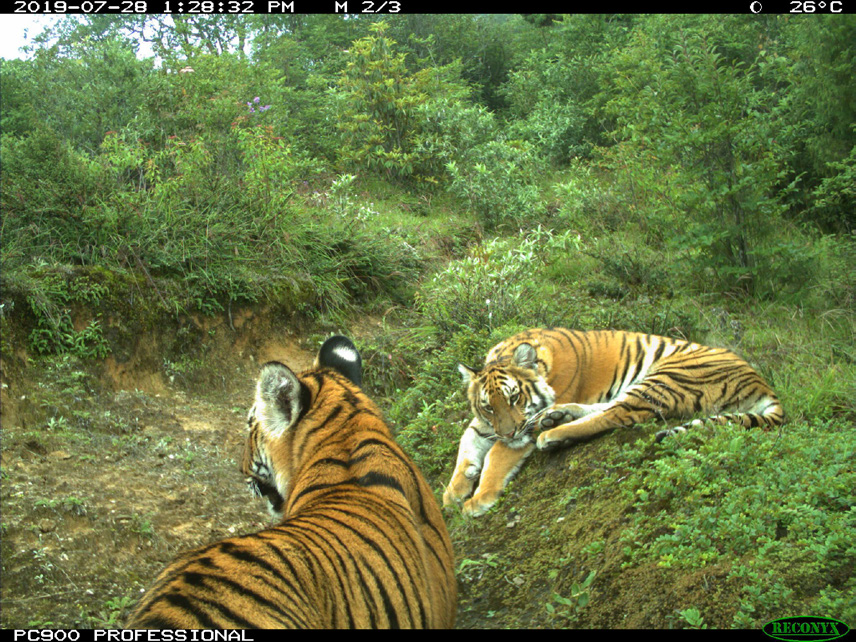 trailcam (@trail_cams) on Twitter photo 