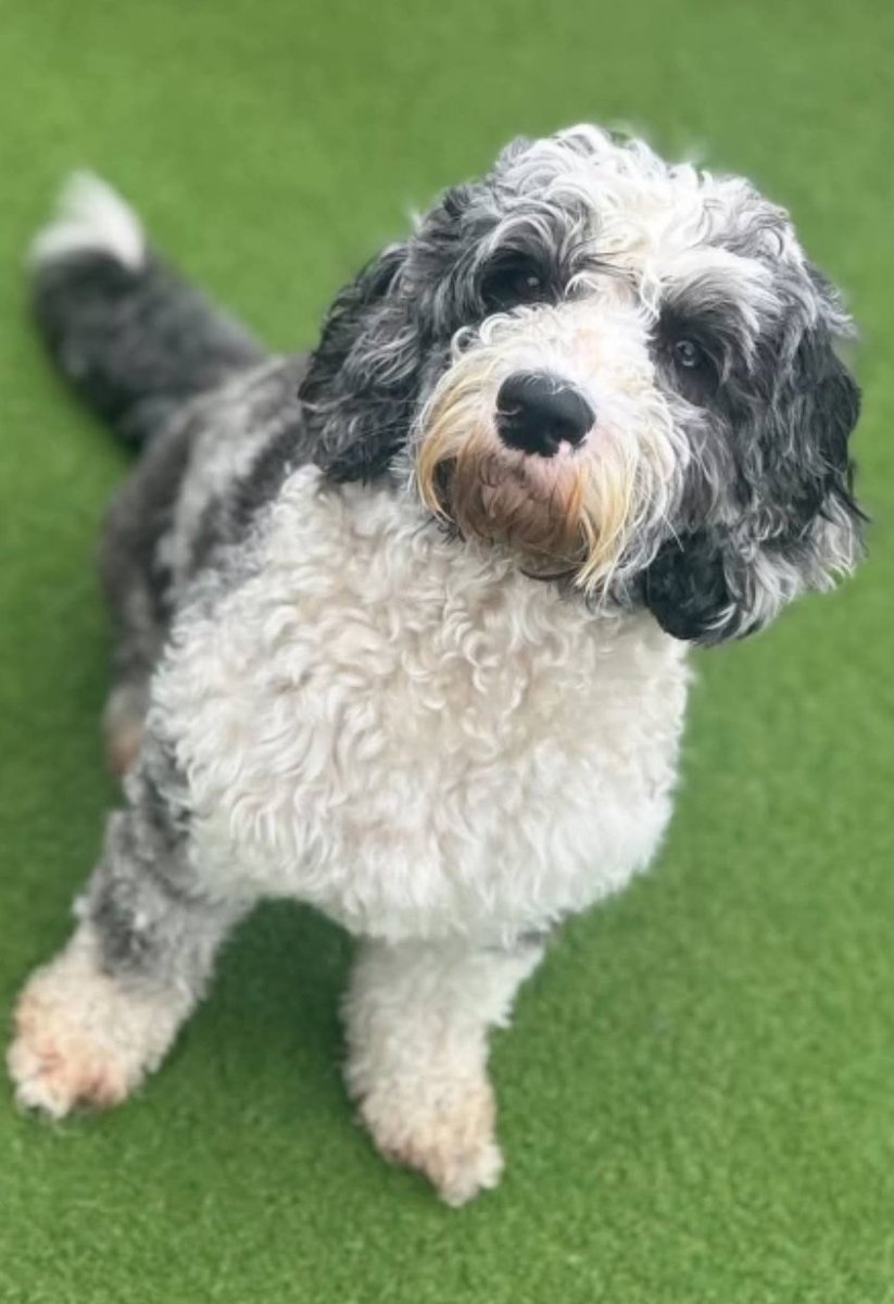 MissingPetsGB's tweet image. 🐕 23 Weeks Sasha is Still Missing, thought to be Stolen, #TheftbyFinding 
"The pain runs deeper every day"
SASHA was last seen 4 September 2025 on Guide Lane, Guide Bridge #Audenshaw #M34
PLEASE if you know where Sasha is or suspect someone has her PLEASE contact #stolendoghour