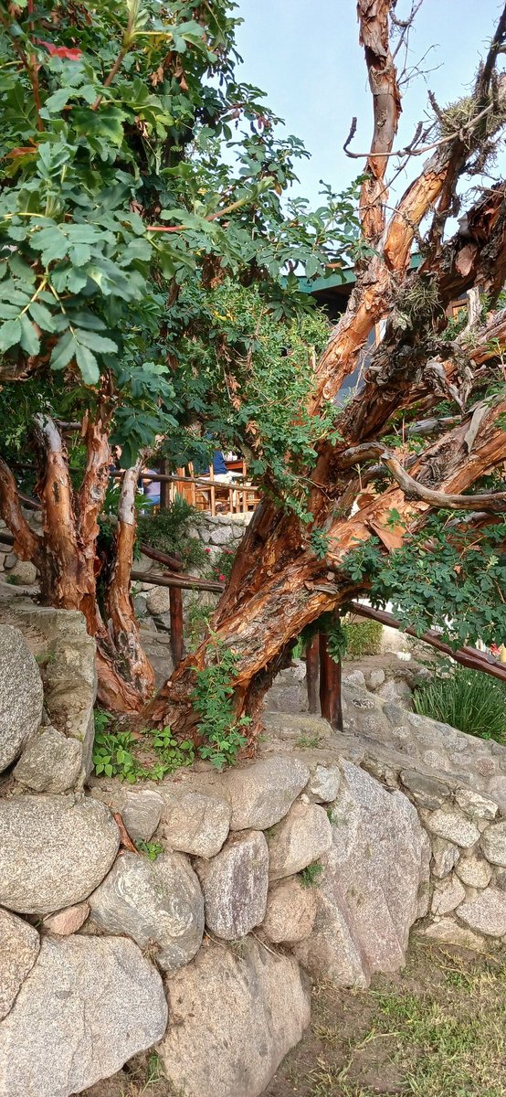 Alvaro Simon Padros tweet media