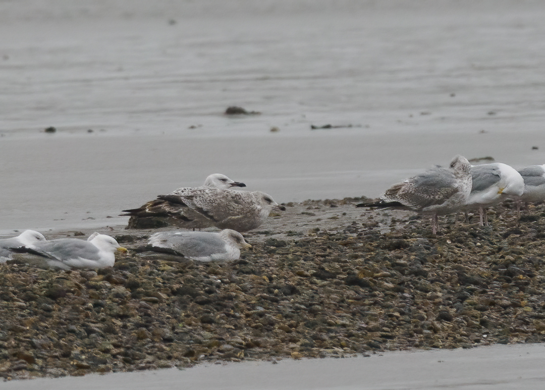 Seasalter birder tweet media