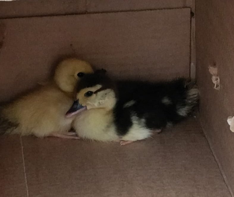 ser do interior eh tipo: meu pai saiu pra ir em um bar e voltou pra casa com dois PATOS