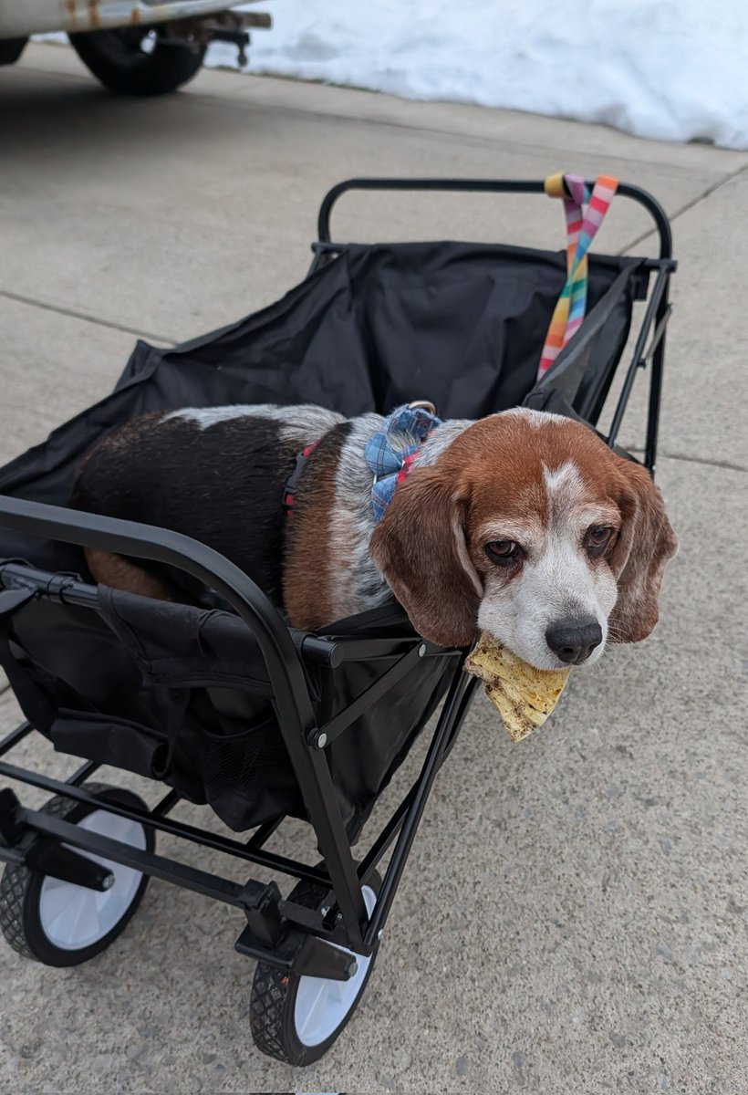 Norman has a bum knee so he gets wagon walkies for a while. It makes him quite forlorn, especially when he doesn't get to bury rawhides all over the neighborhood. Woe is he.