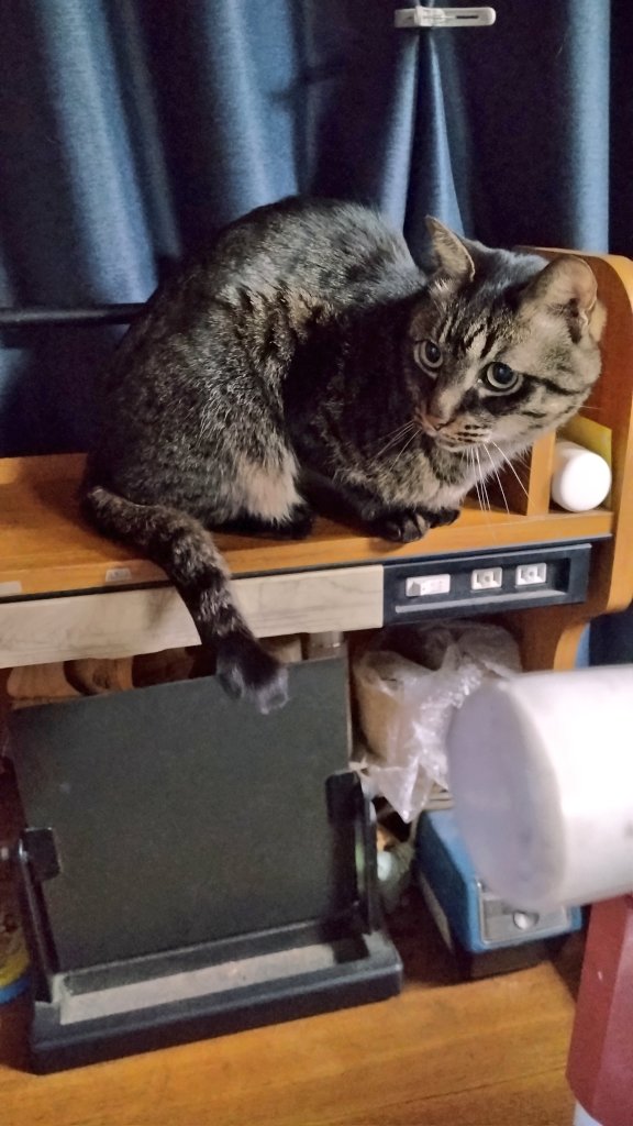 おはようございます*ฅ´ω`ฅ*
今朝のにゃおは、ここから外の様子を見てました( =•ω• =)
今日も今週もどうぞよろしくお願いします！
良い１日をお過ごしくださいね🍀