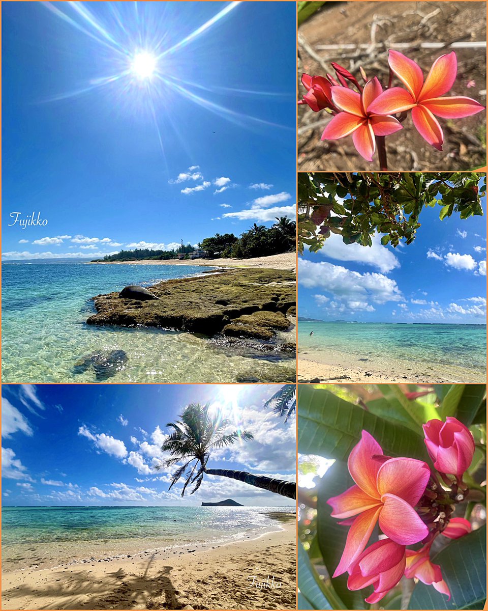 fujikko ❧ tweet media