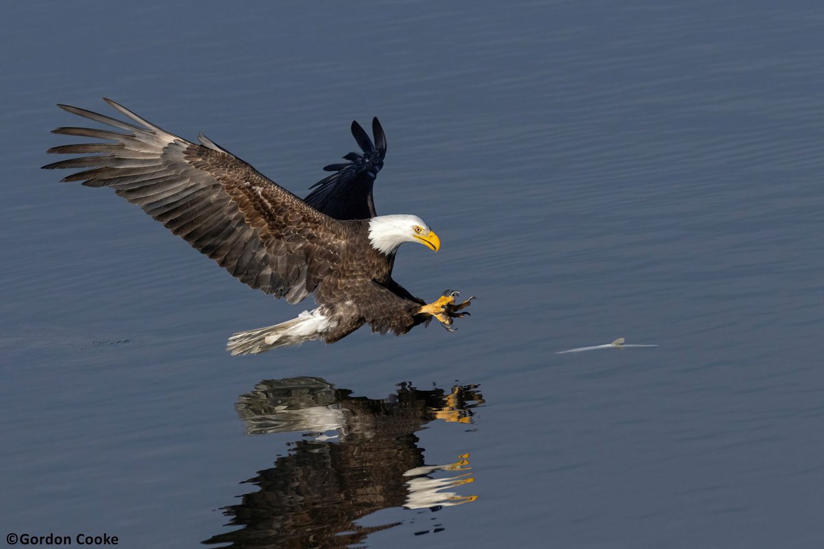 GordonCooke9's tweet photo. Bald eagle, attempting to catch fish. Notice the fin of the fish near the surface of the water. This time it was unsuccessful, but did succeed on a second attempt. Pictures taken Feb. 14 2026, Calgary. #Calgary #Alberta #birds #wildlifephotography https://t.co/ei8Rrgmr7i