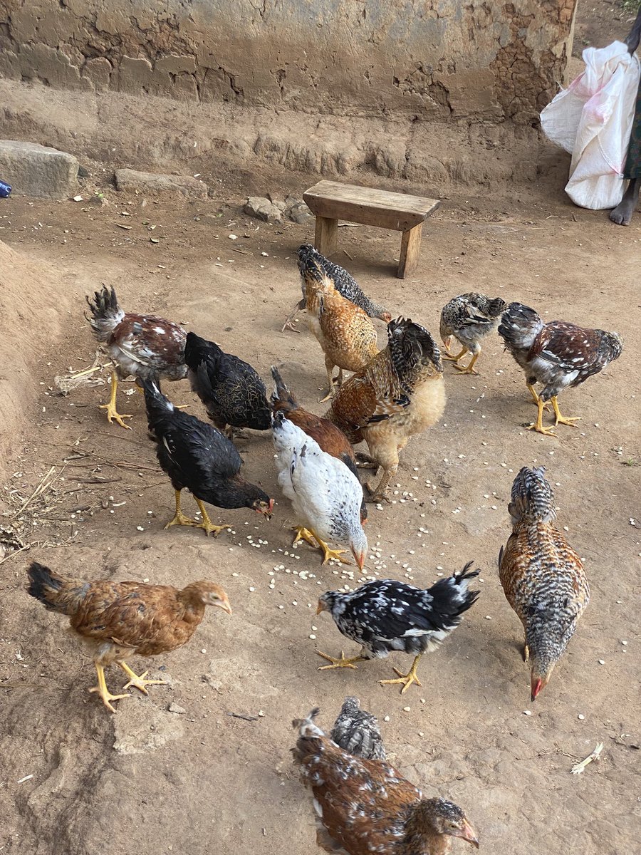 Atamba254's tweet image. Wacha nitafute za posters 2027🤣🤣Lazima tupate mageuzi #Sudi #sifuna #ODM #RutoMustGo