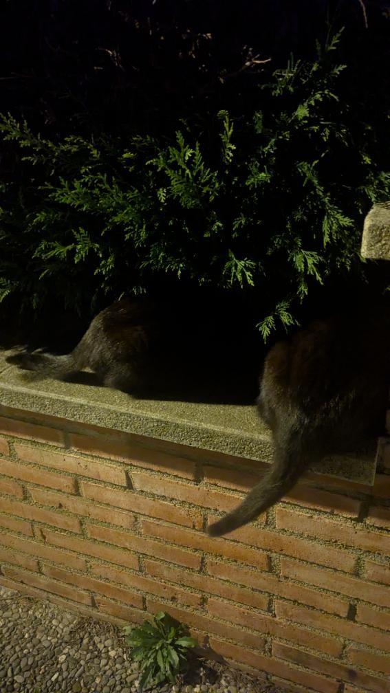 Estás colitas han podido cenar, gracias a una donación 🫶 aquí os dejo el enlace👇
amazon.es/hz/wishlist/ls….