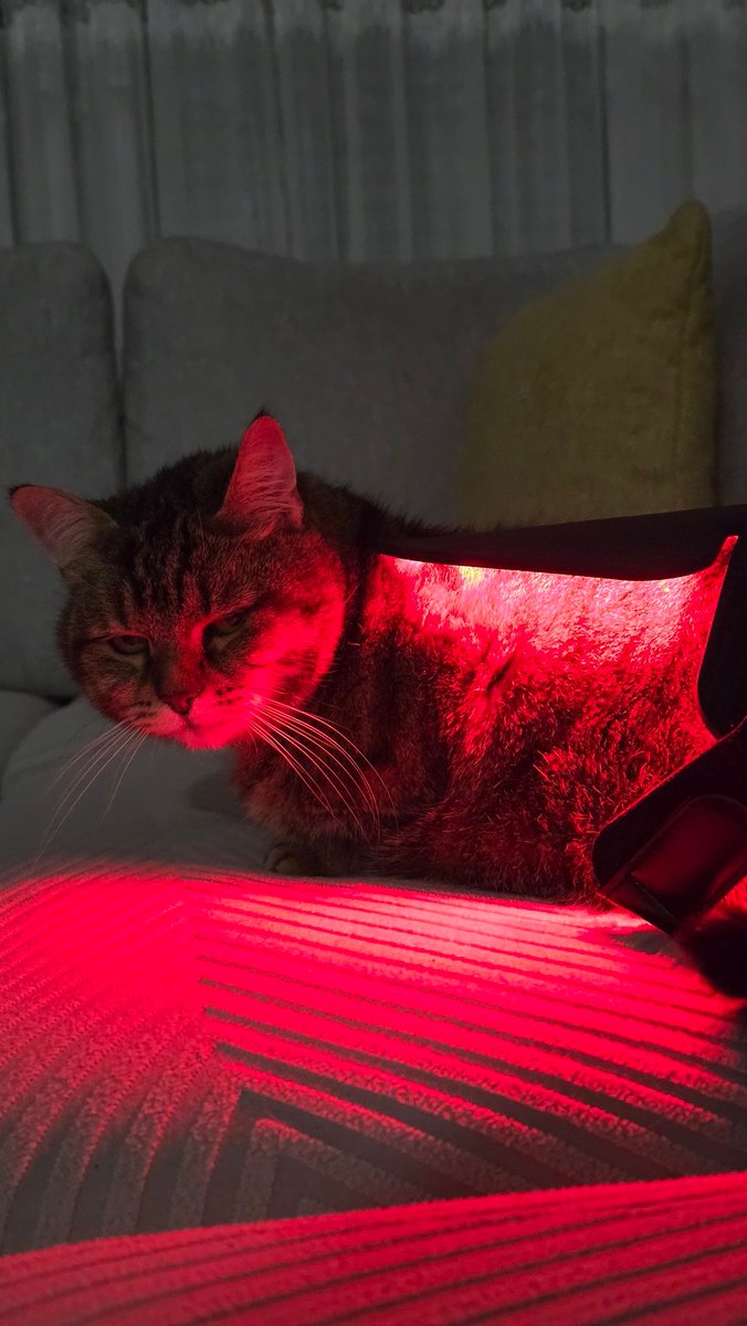 she might looked pissed off but i promise shes purring really loudly and enjoying the red light therapy