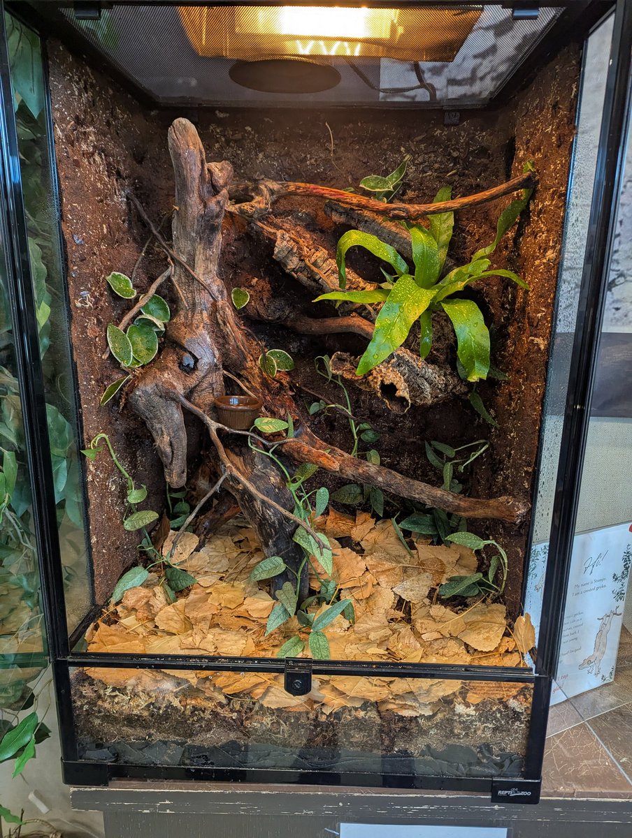 Concentrated Lizard Autism tweet media