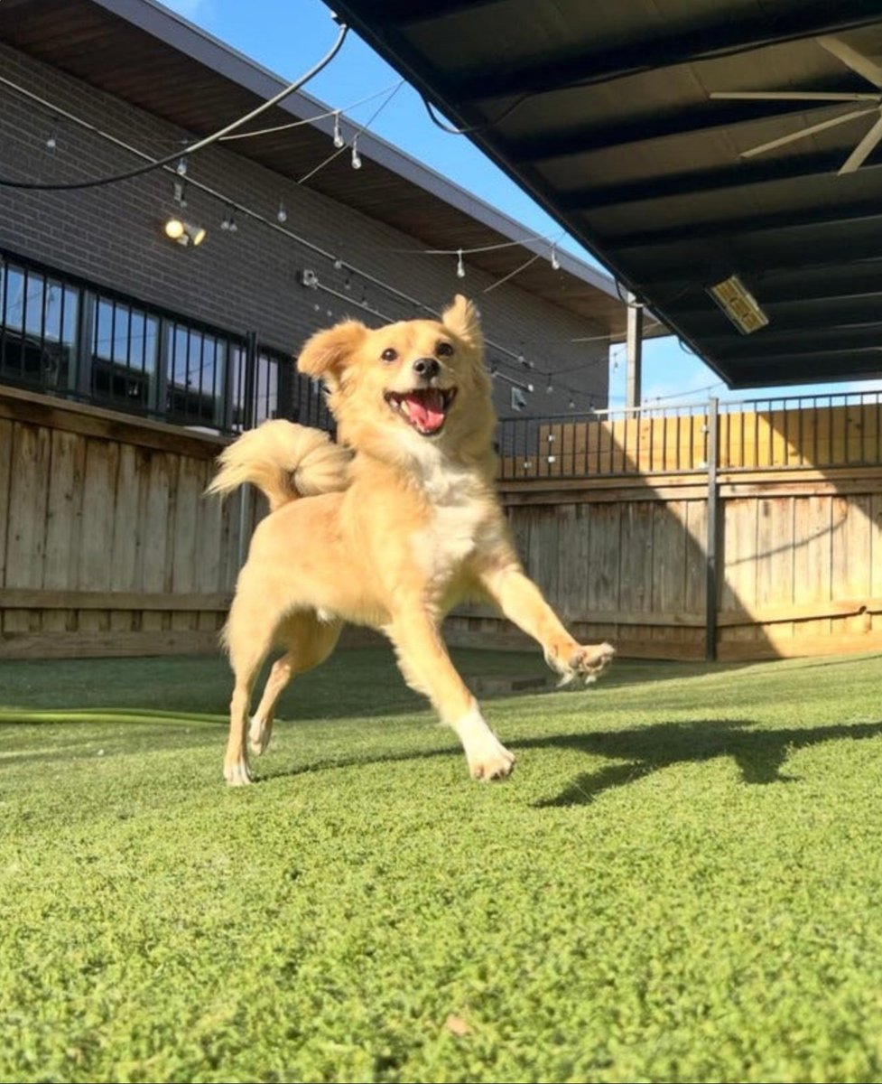 ÐOGECAPITAL tweet media