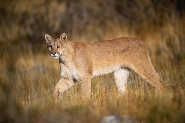 Andean Bear Found. tweet media