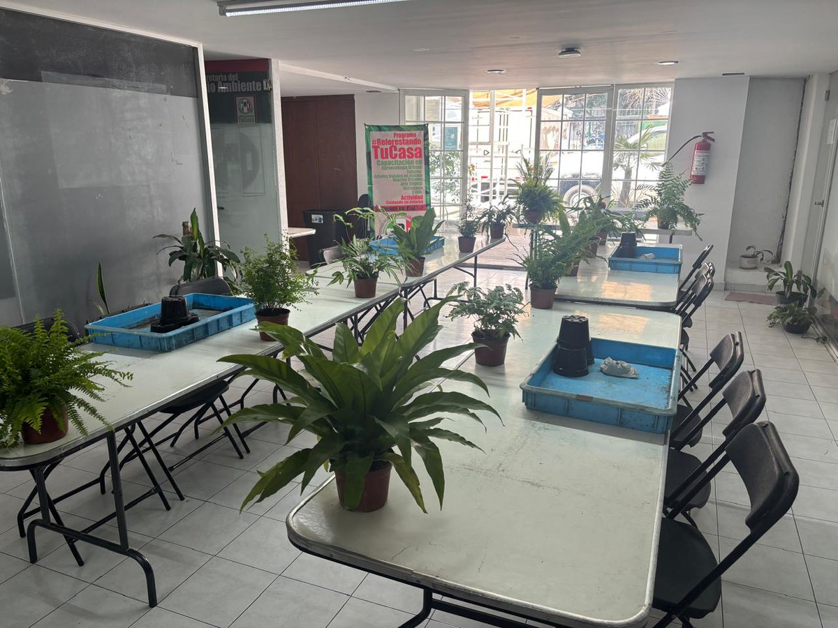 Esta semana impartí el taller de cuidados de #helechos,  para mí es muy satisfactorio compartir mis conocimientos para una mejor #ciudad.