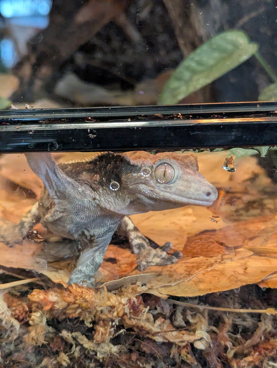 Concentrated Lizard Autism tweet media