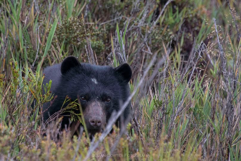 Andean Bear Found. tweet media