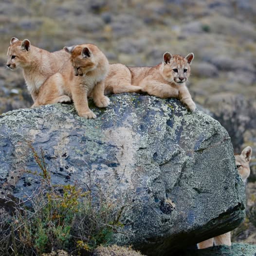 Andean Bear Found. tweet media