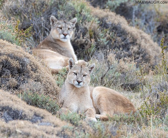 Andean Bear Found. tweet media