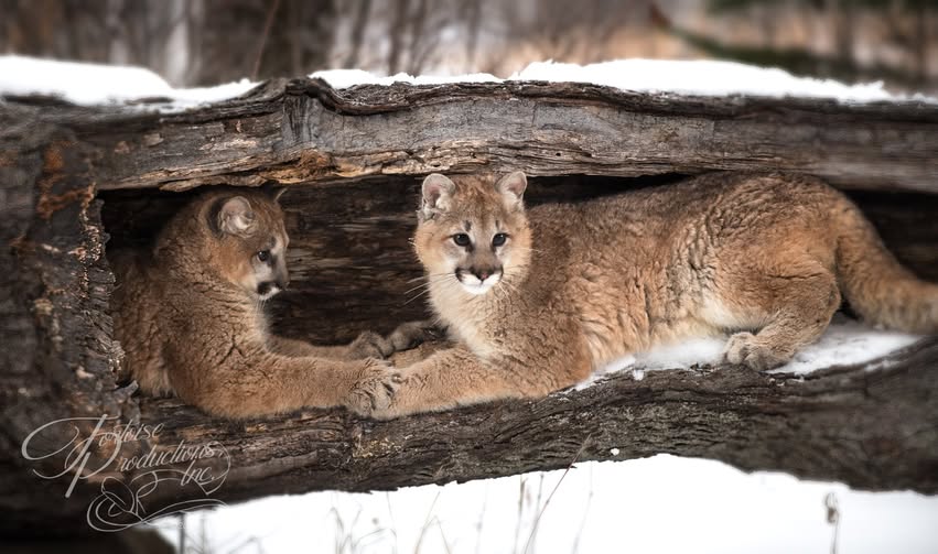 Andean Bear Found. tweet media
