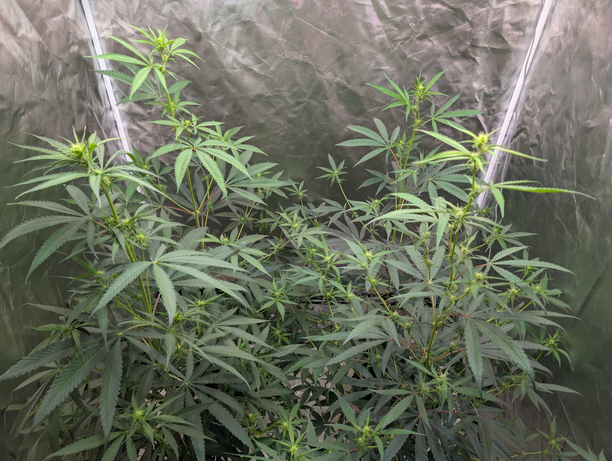 Gee i hope it has white ash. What ever will i do if this doesnt have white ash. 

I guess it means i grew this all wrong.