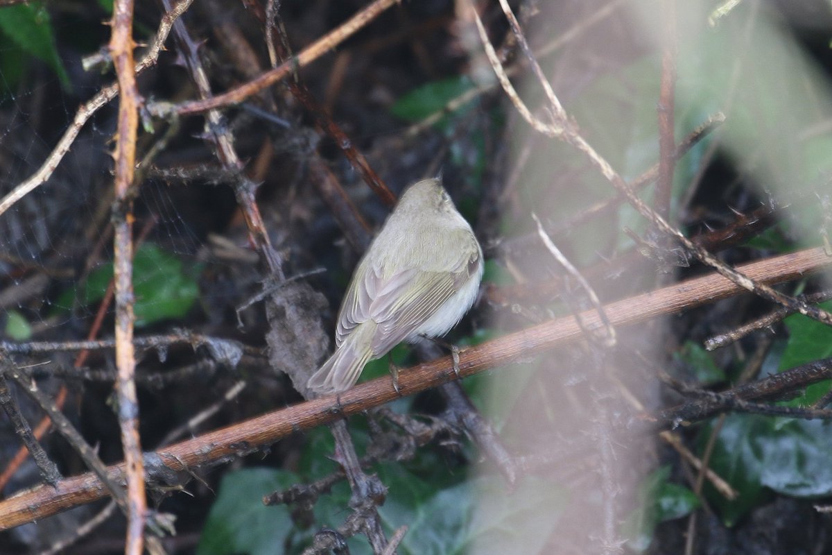 Paul Kelly tweet media