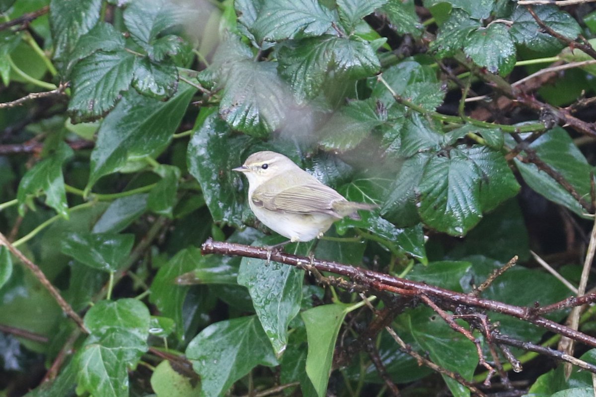 Paul Kelly tweet media