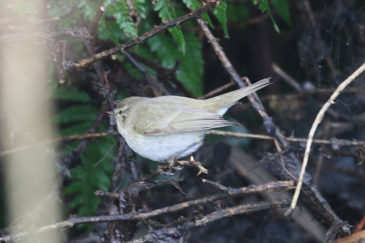 Paul Kelly tweet media