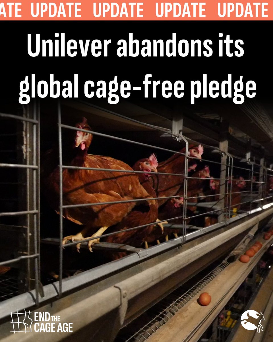 We're deeply disappointed that Unilever has abandoned its commitment to source only cage-free eggs worldwide. 

In Europe and North America, Unilever is 100% cage-free. 

They've shown it can be done - there's no justifiable reason to backtrack now.

#EndTheCageAge