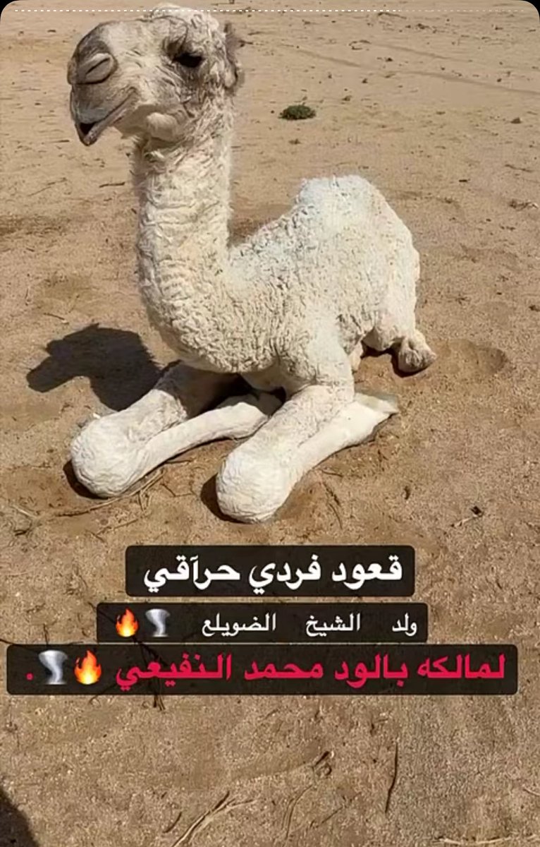 بدوي نجد tweet media