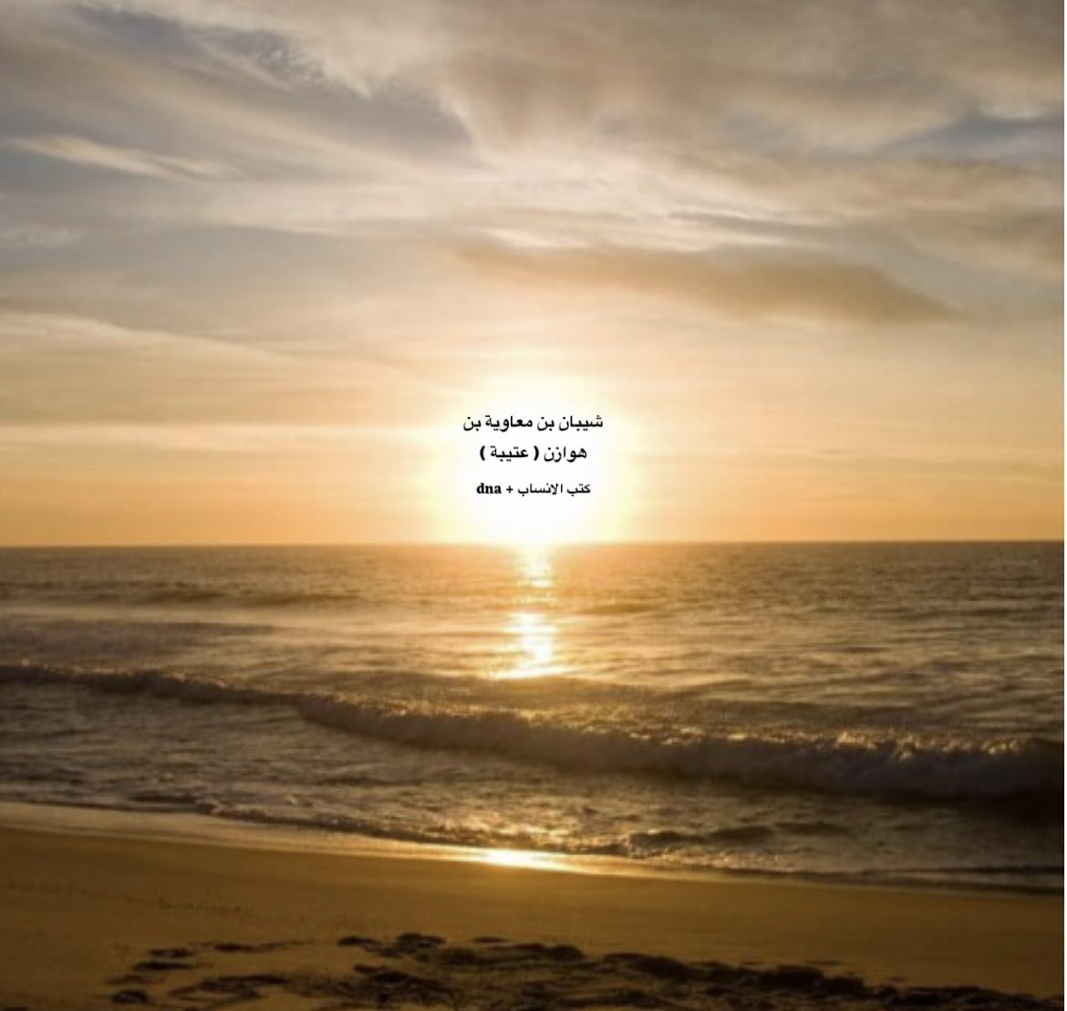 عمر الشيباني tweet media