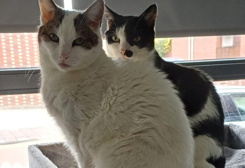 Deze schatten zoeken na het overlijden van hun personeel een nieuw huisje. #WiehelptMelvinenWaldoaaneenhuisje