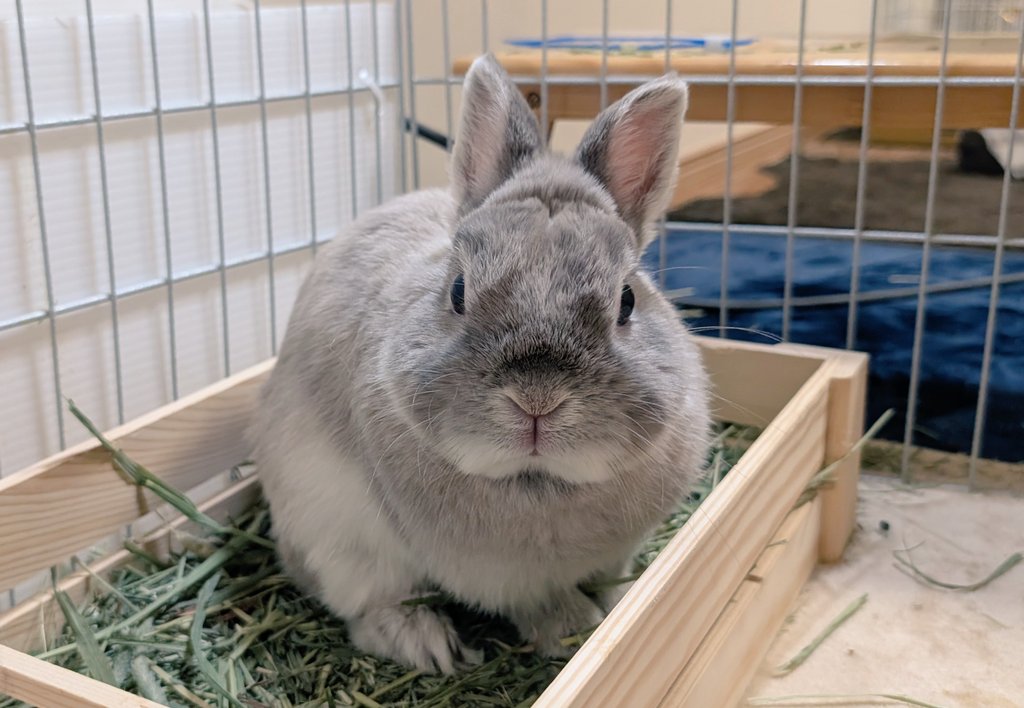 うさぎのアッシュ (@rabbit_ash0905) / Posts / X