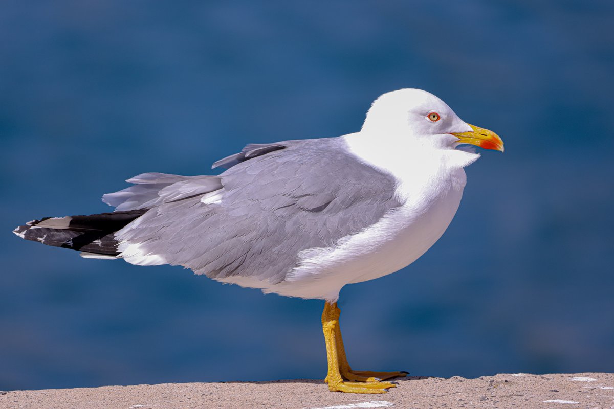 Jeff’s Wildlife Photography tweet media