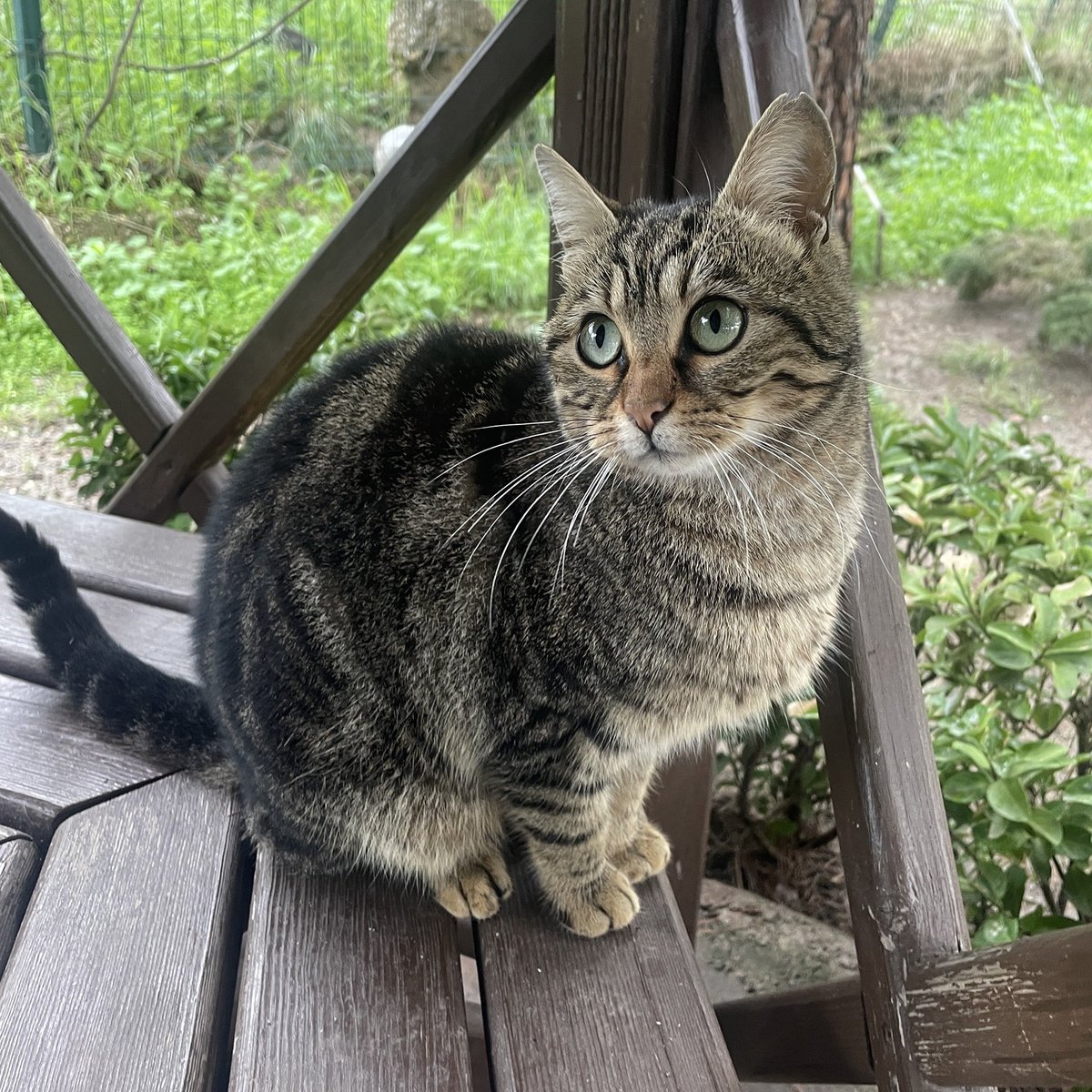 "Bu tatlı kız şu an bir hastane bahçesinde yaşamaya çalışıyor 
Halbuki sıcak bir evde, güvende, sevgiyle büyümesi gereken bir can
 Dişi–kısır
 Tahmini 8 aylıkGerçekten ömürlük, sorumluluğunun farkında bir aile arıyoruz.
 İzmir  İletişim: @guclukedii  facebook.com/photo/?fbid=13…