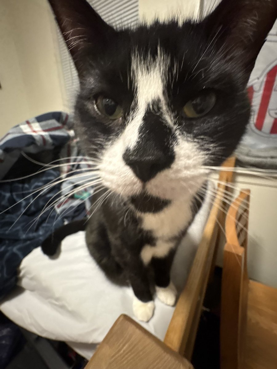 awesomeApe222 tweet media