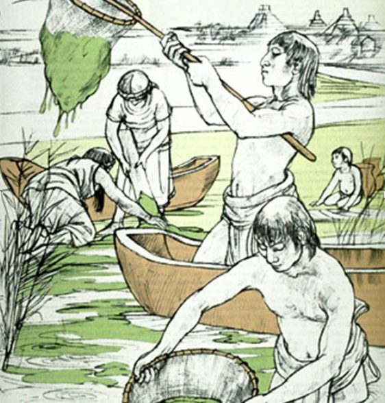 El Tecuitlatl o Spirulina máxima desempeñó un papel importante en la alimentación de los Aztecas, el cual era recolectado del lago de Texcoco en forma de lama qué secaba al sol.

La NASA la seleccionó como uno de los alimentos principales para sus astronautas en misiones