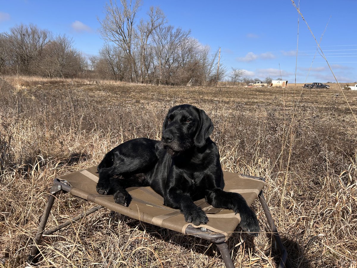 chad_bloomer4's tweet photo. Great way for me and the ugly one to end our wild bird season. Now on to testing and trial season 😁 https://t.co/V0y4CDidSA