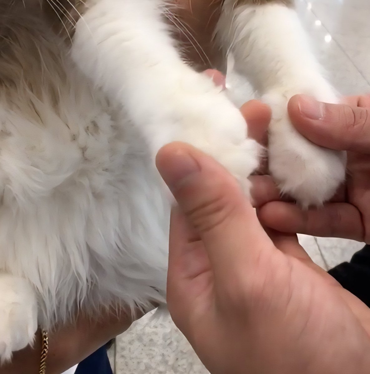 잡힌 은석이 손이 ㅈㄴ 찌끔함ㅋㅋ 집사한테 냥발잡힌 고양이마냥 잉