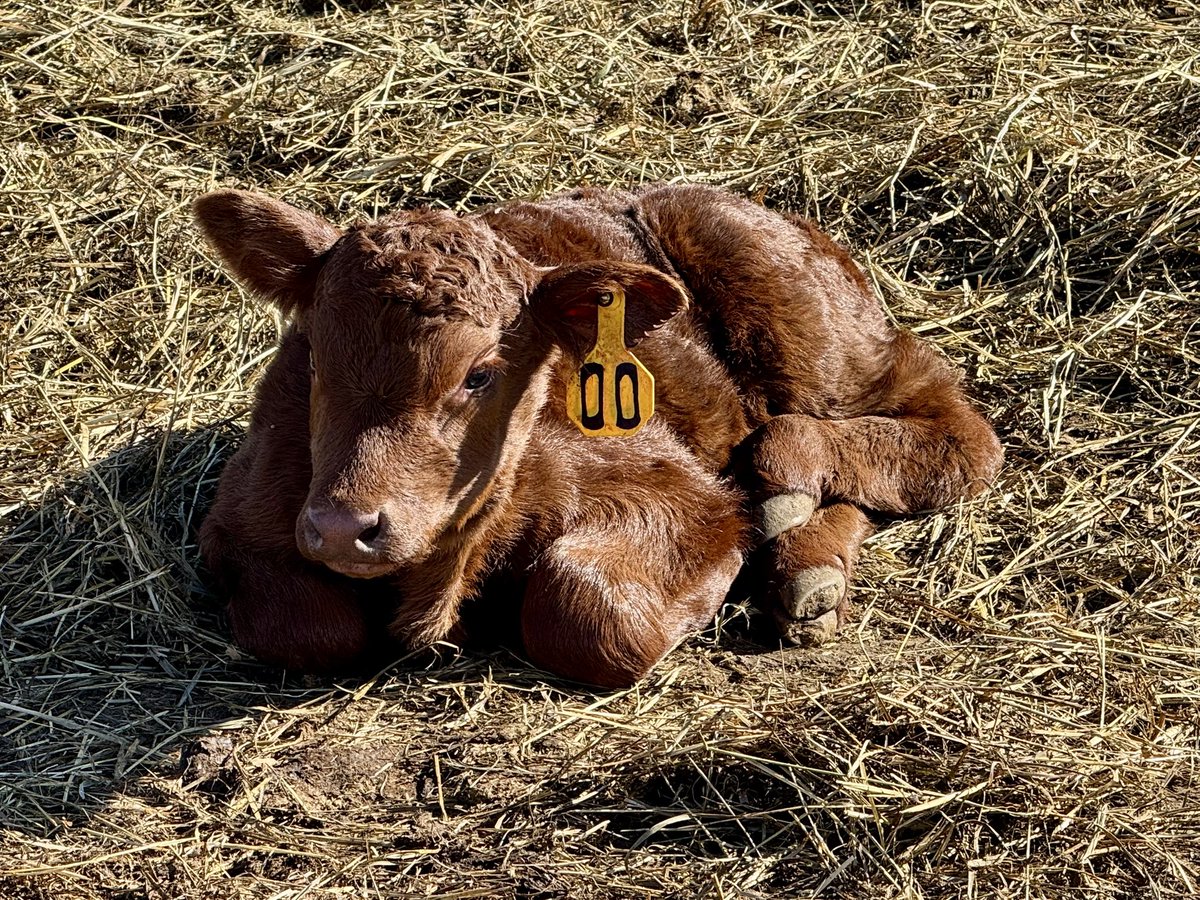 Danielle Scheele tweet media