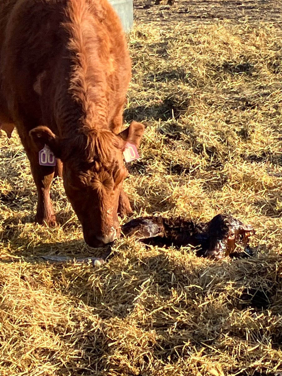 Danielle Scheele tweet media