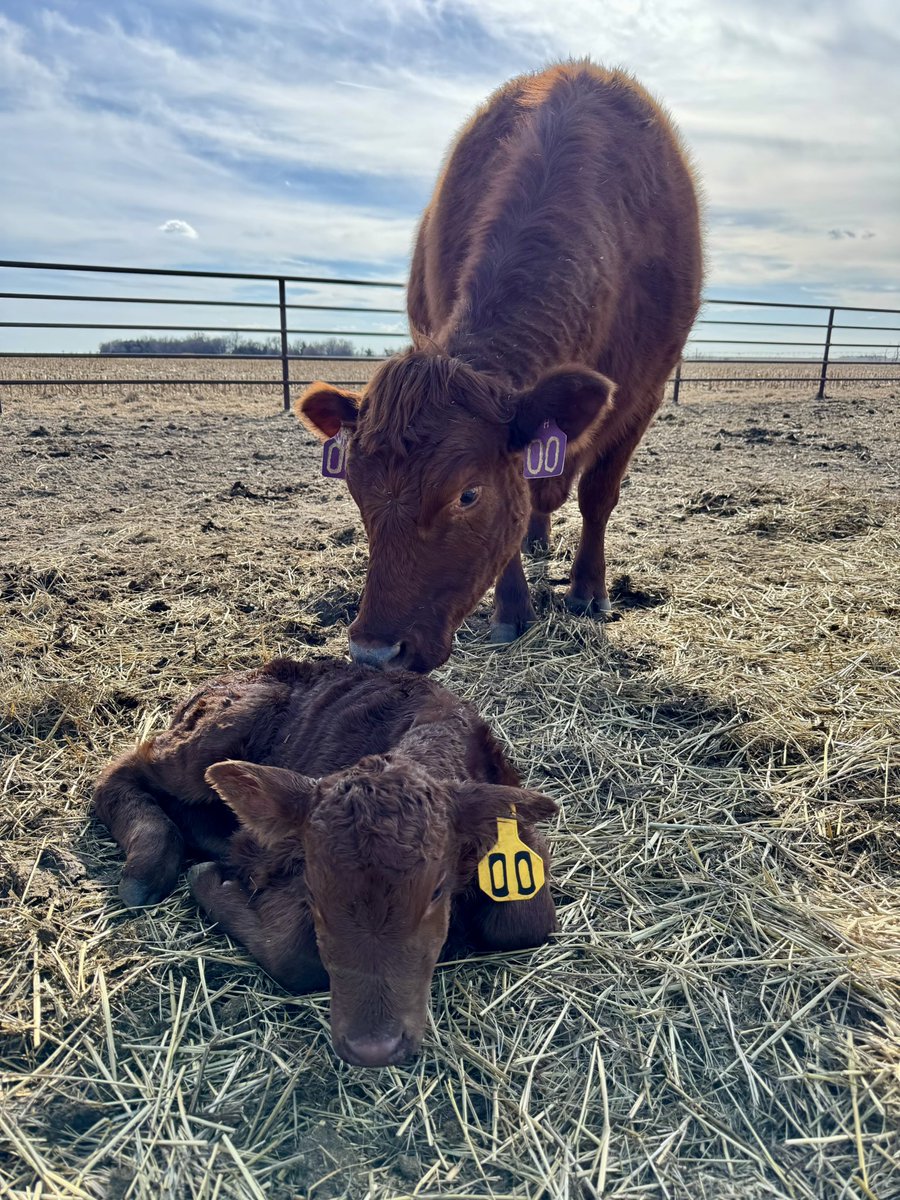 Danielle Scheele tweet media