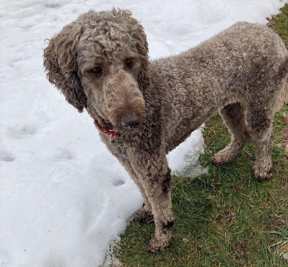 Congratulations to Winnie #9, who was adopted today.