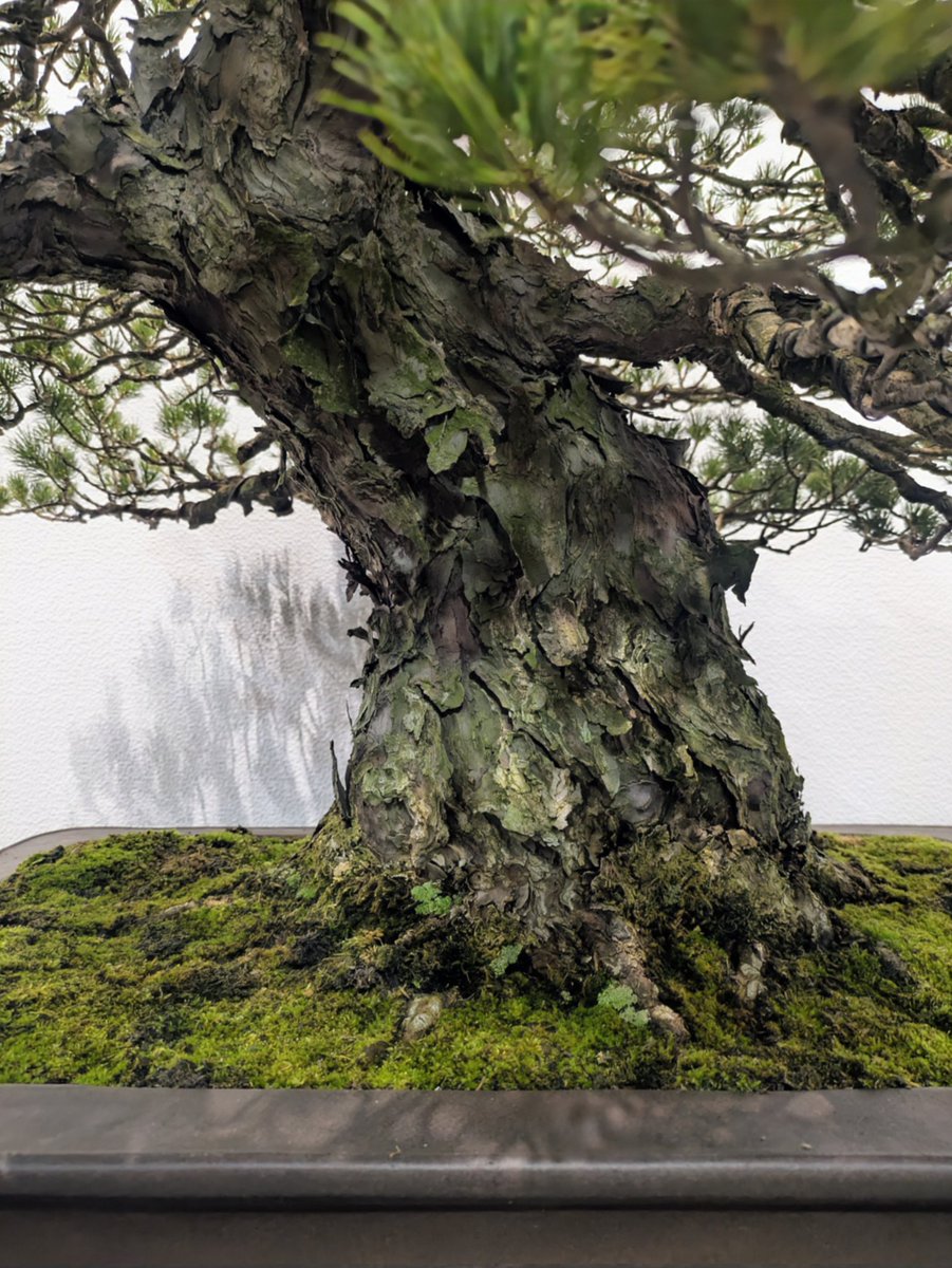 第100回国風盆栽展で入選した模様木の瑞祥